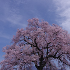 「わに塚の桜」宮本隆雄