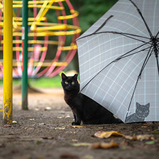 「お気に入りの傘と」田代美由紀