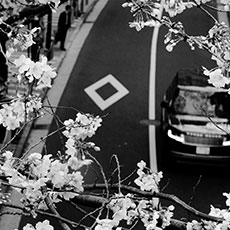 「桜越し」手塚隆臣