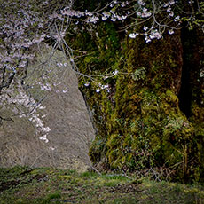 「廻る春」倉持由紀子