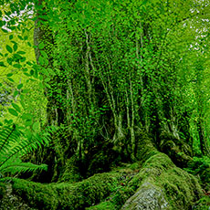 「新緑をまとって」倉持由紀子